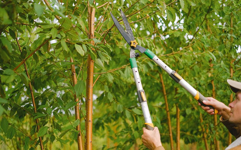Tree trimming in Orland, IN