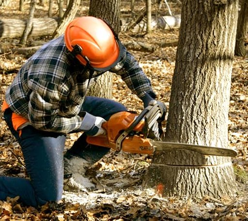 Tree Removal in Orland, IN
